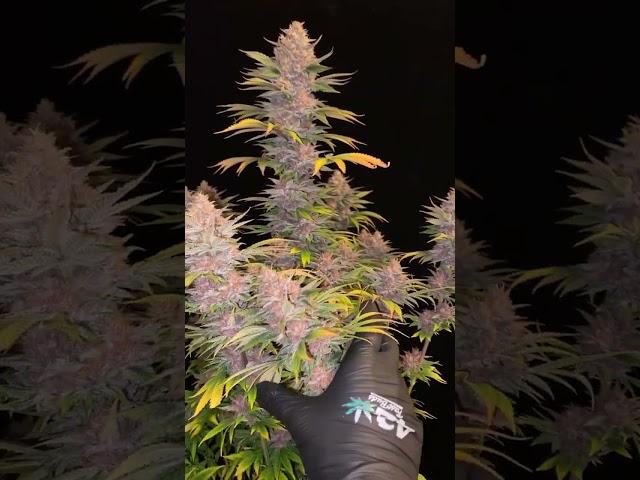 PURPLE LEMONADE FF Fast Glowering 🟣 Fast Buds | Hybrid