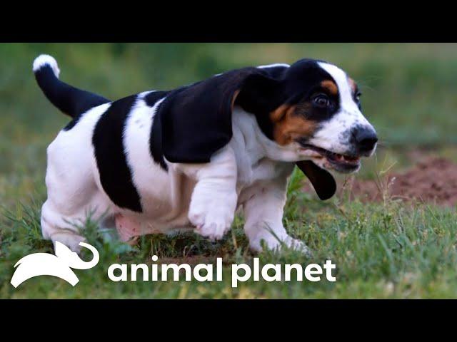 Basset Hound Puppies Play Hide and Seek With a Hamster | Too Cute! | Animal Planet