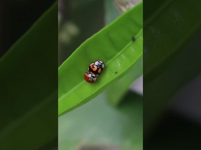 What do you call a male Ladybug? :D #naturelovers #friendship