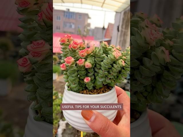 Beginner's Succulent Care: Easy Tips for a Beautiful Plant Garden