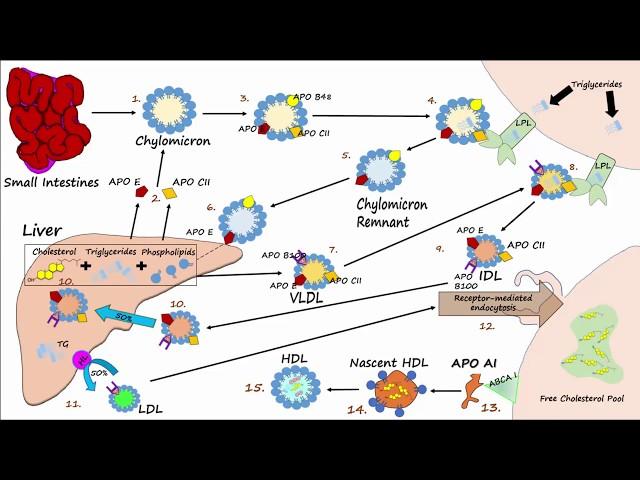 Lipid & Lipoprotein Processing Part 3 - Formation of LDL and HDL