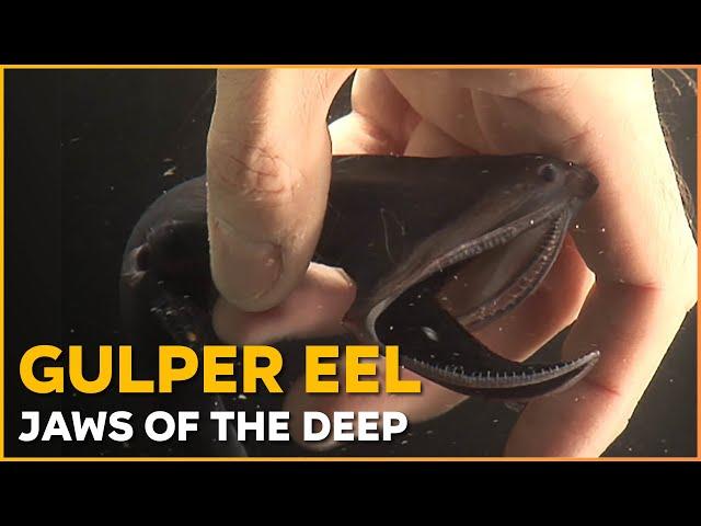 Gulper Eel  Jaws of the Deep | Nature Nuggets