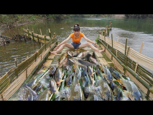 Full video: Created an ancient fish trap catch many fish - Build Kitten Craft House, harvesting fish