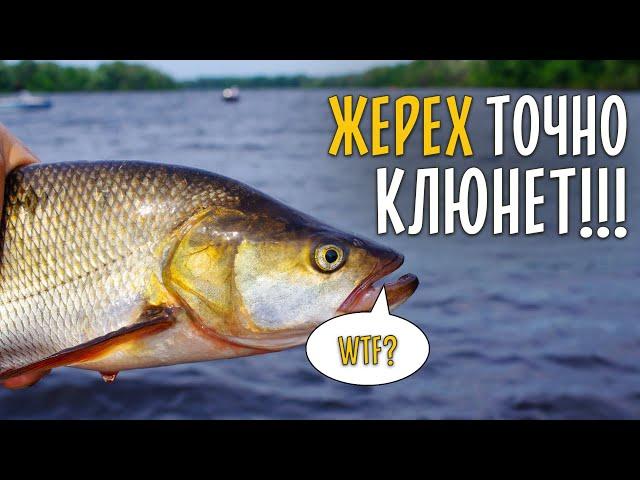 НА ЧТО ЛОВИТЬ ЖЕРЕХА ЛЕТОМ? Вся рыба клюет в корягах.