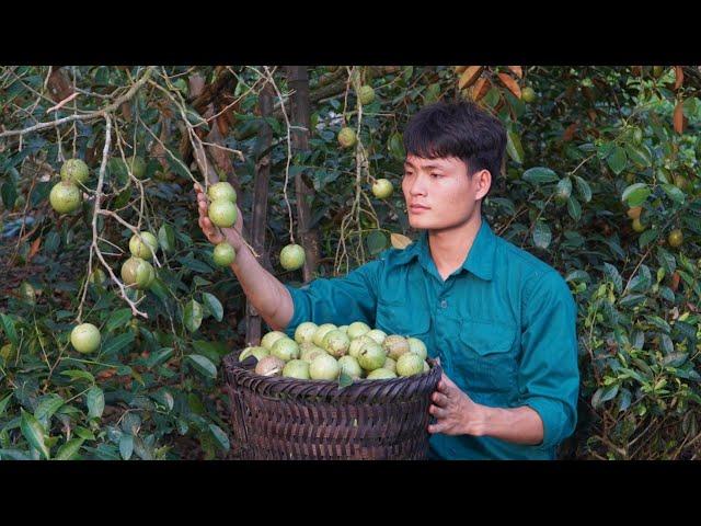 2 Years alone in the forest, Harvest star apple and bring it to the market to sell