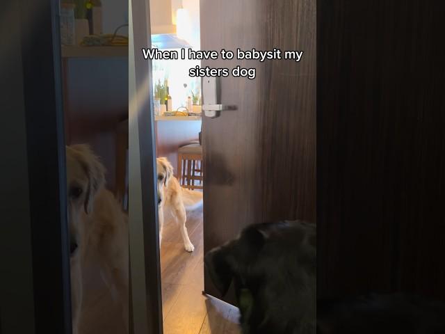 This golden retriever isn’t happy about her new guest #goldenretriever #dogs #labrador #funny