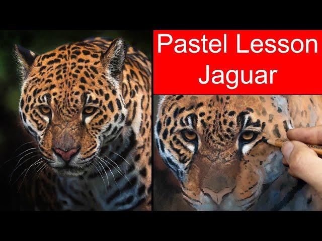 Pastel Pencil Fur Lesson - Jaguar - JasonMorgan.co.uk