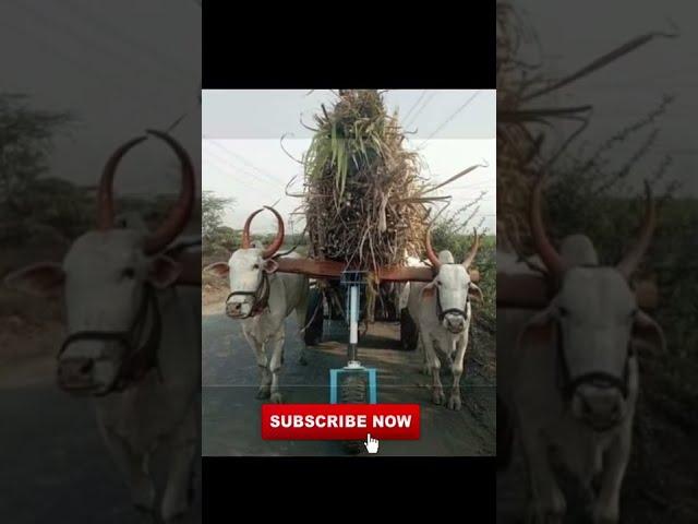 रातों-रात वायरल हुआ गाड़ी बेल का जुगाड़  | देसी जुगाड़ | #farmer