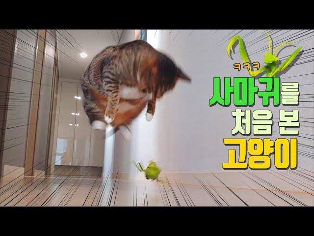 Cat's Response to the Giant Praying Mantis [ENG SUB]