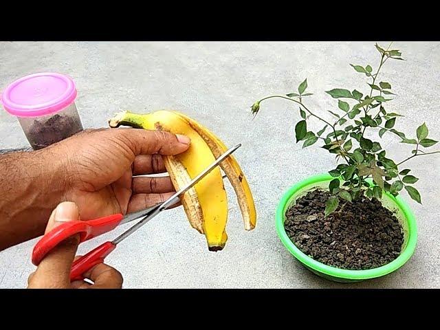 Easy and free fertilizer for any plants | Banana peel fertilizer