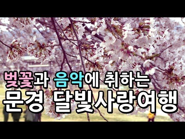 [IIJ] '문경달빛사랑여행 벚꽃야행', 영신숲길에서 펼쳐져