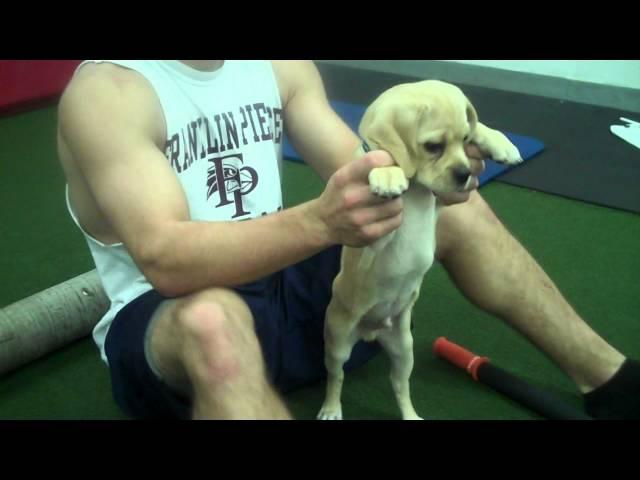 CresseyPerformance.com: Soft Tissue Work and Scapular Stability for Puppies