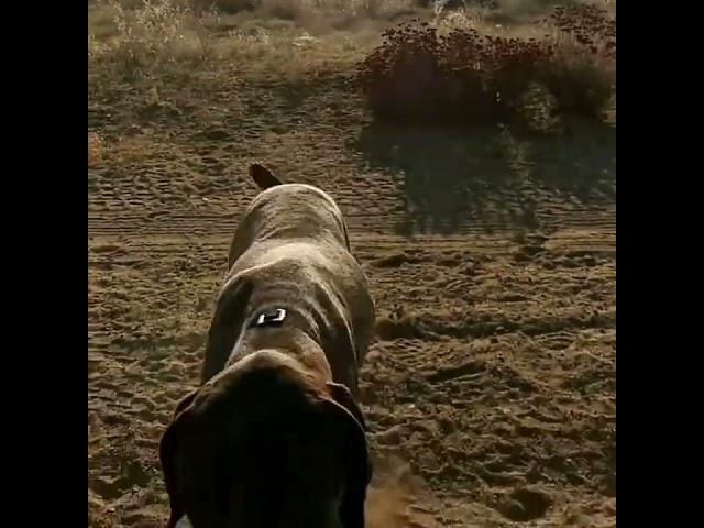 Gsp and her first dove hunt ever!! (California hunting)slingin Arrows