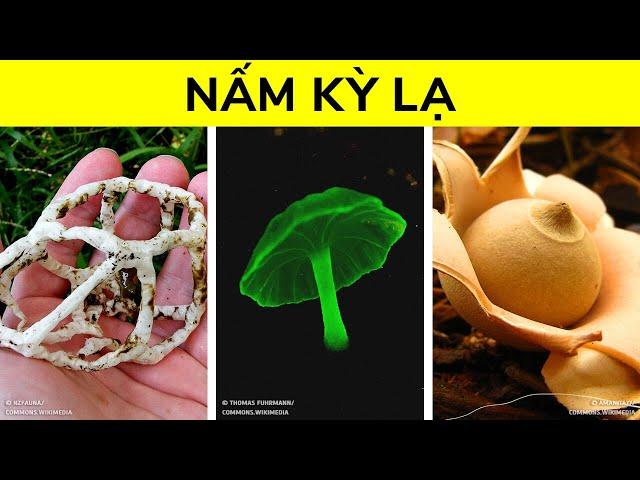 Nấm Thú Vị Hơn Bạn Nghĩ Nhiều Đấy