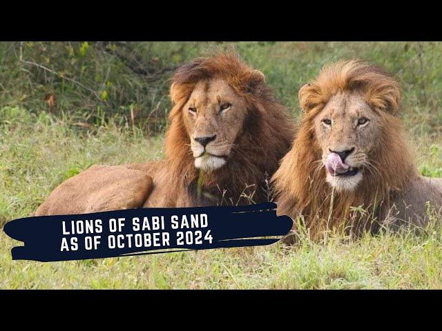 PLAINS CAMP MALES TAKE OVER NORTH - NORTHERN AVOCA LEAVES AGAIN - THE LIONS OF SABI SAND EPISODE 19