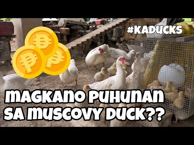 EP108 - MUSCOVY DUCK BUSINESS, MAGKANO PUHUNAN SA BIBE #Kaducks