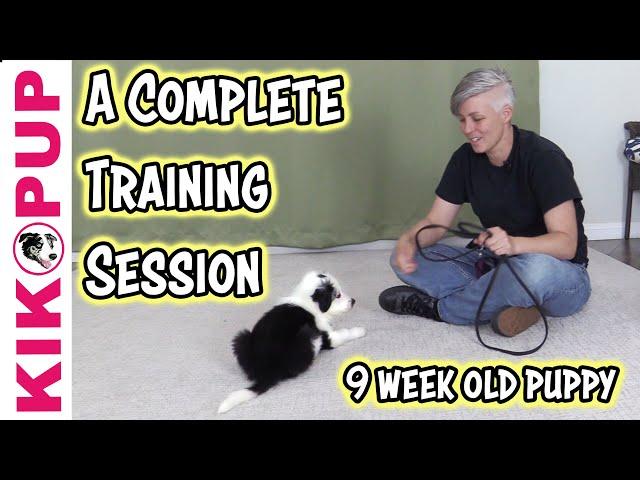 Complete training session with 9 week old puppy