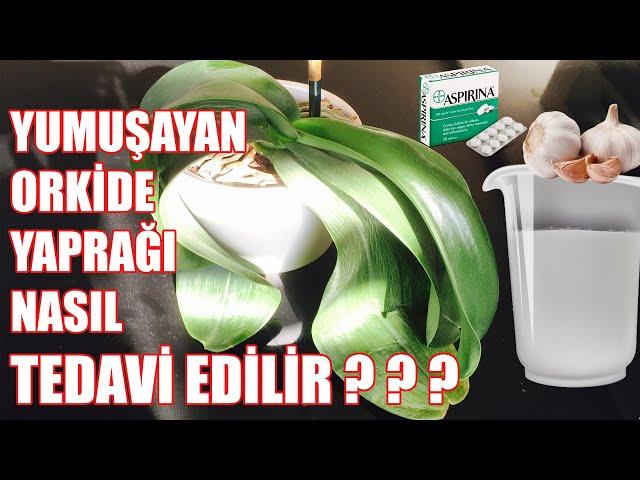 Orkide Yaprakları Neden Sarkar | Eski Diriliğine Nasıl Gelir | 1 HAFTADA MÜKEMMEL SONUÇ ! ! !