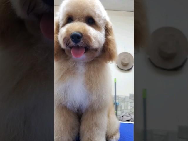 Филя ️ #богородское #зоосалон #петнишко #grooming #пудель #best #shorts #reels #преображенка #like
