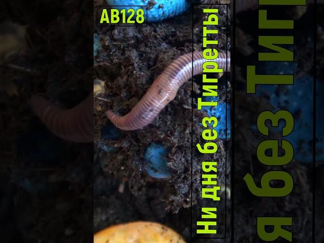АВ128 червей покормил??? Тигретта голодна ав128 #ткаченкочерви #черви #вермикомпостер ИП Ткаченко АС