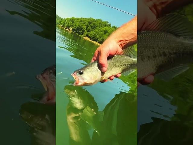 Just good ol’ fashion fun ‍️ #bassfishing #fyp #foryou