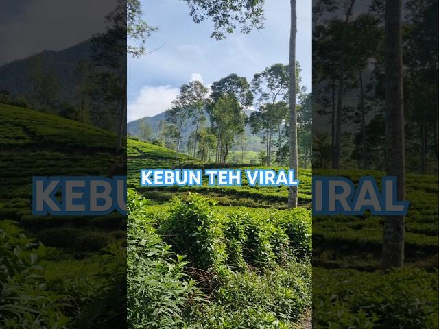 KEBUN TEH VIRAL