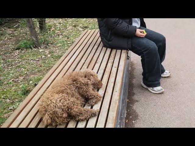 With teary eyes, the old dog watched as everyone ignored him after being abandoned at the park