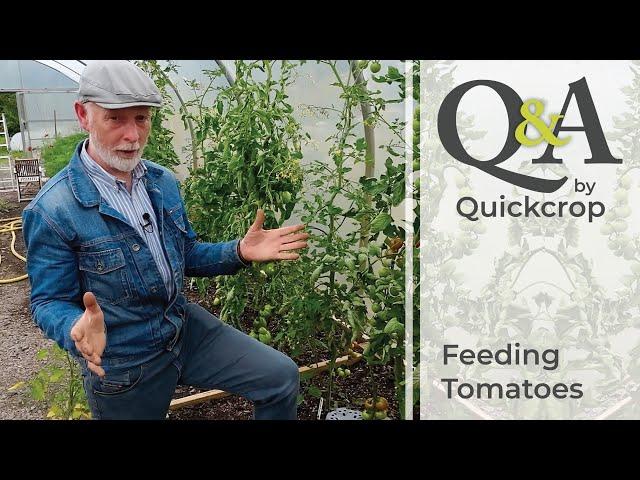 Q & A: Feeding Tomatoes