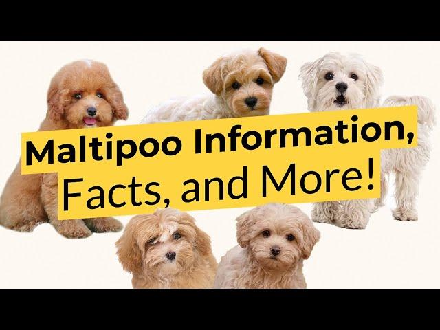 Maltipoo Information, Facts, and More! 