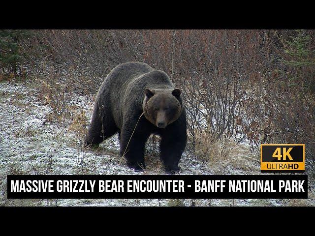 The Boss? Massive Grizzly Bear Encounter in Banff National Park (4K)