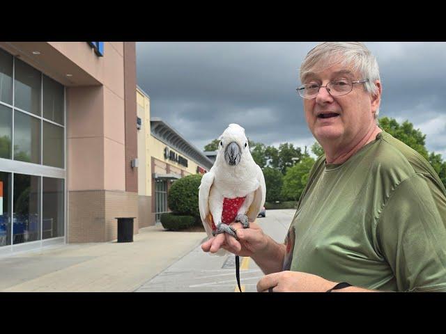 (Old Video) Onni Cockatoo, A Quick Visit To Petsmart