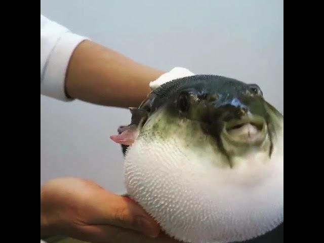 Another Puffer Fish Eating Carrot