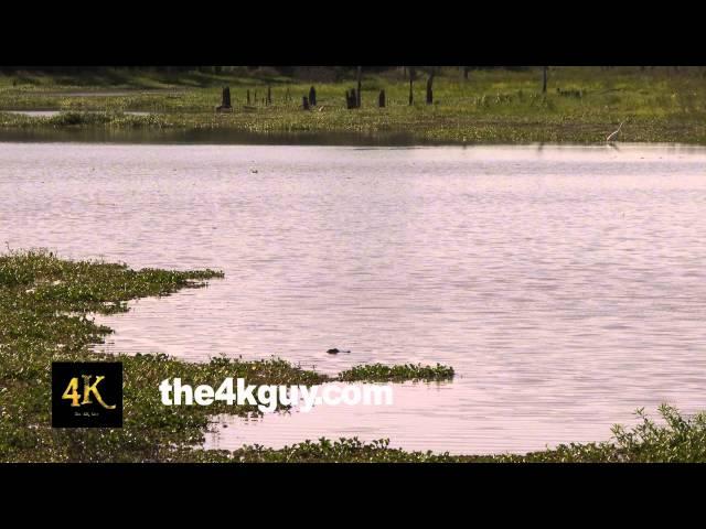 4K UHD 60fps - American alligator (Alligator mississippiensis) in marsh with white egrets