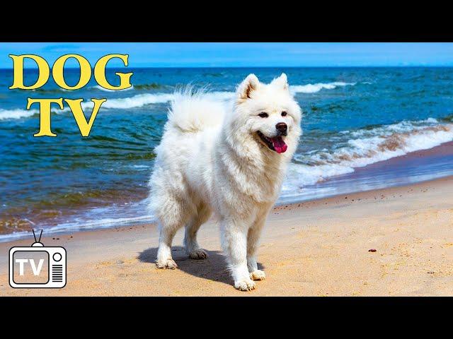 DOG TV: Video Entertain Keep Your Dog Happy When Home Alone - 12 Hours of Anti-Anxiety Music for Dog