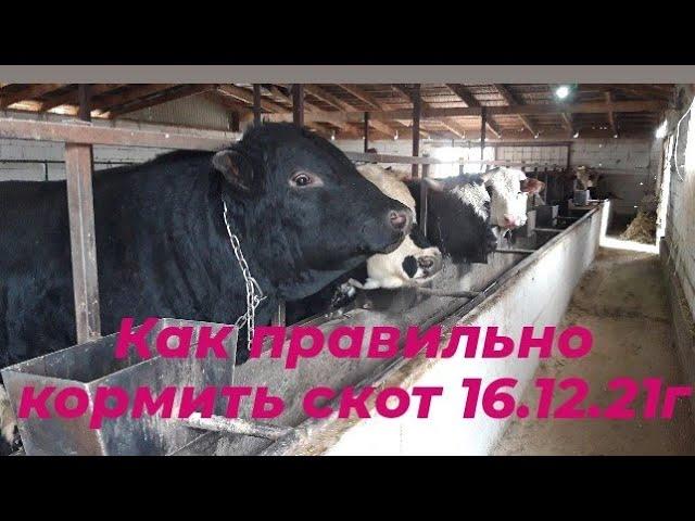 Откорм быков. Как правильно кормить бычков. мой опыт.fattening bulls