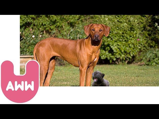 Dog Adopts a Tiny Panther Cub