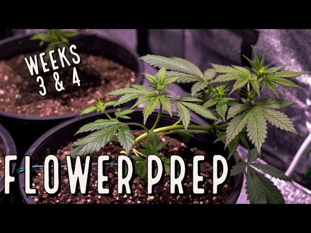 Season 3 (Weeks 3 & 4): Flower Prep and Catastrophe