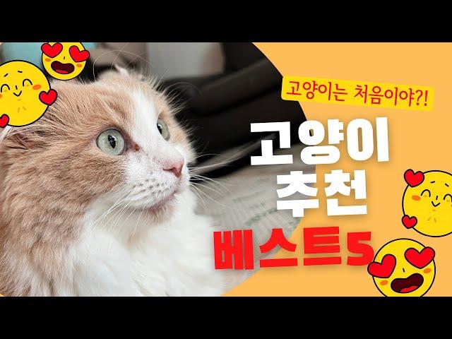 고양이 초보자도 키울 수 있는 이 고양이, 함께 알아보아요! #고양이품종 #반려묘 #인기고양이