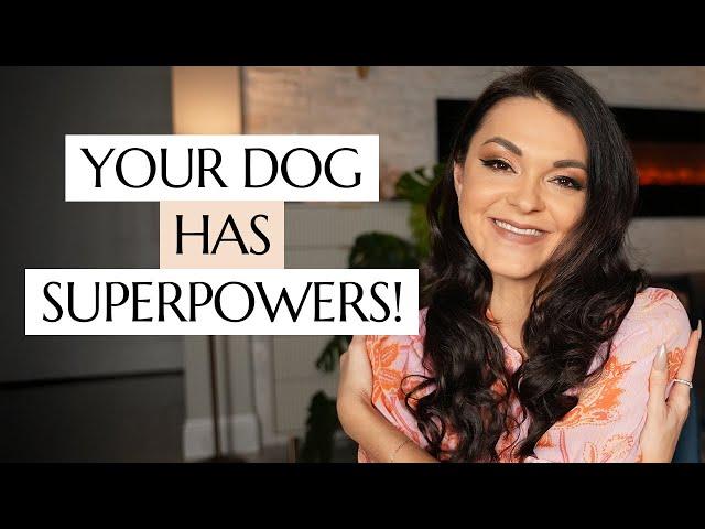 The Superpowers of Dogs Explained! Every Dog Owner Should Know About This!