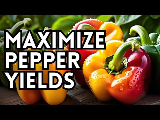 Increase Your Pepper Harvest With These Planting Tips - How To Plant Peppers Into The Garden