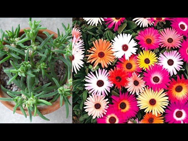 How to grow ice plant from seeds