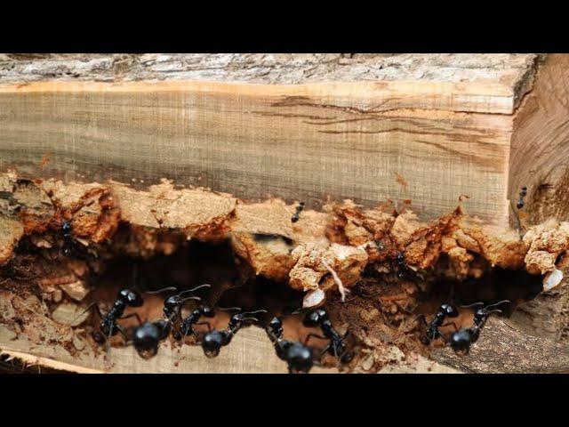 Shocking Discovery Teak Wood Full Of Lumps It Turns Out Horribly Damaged