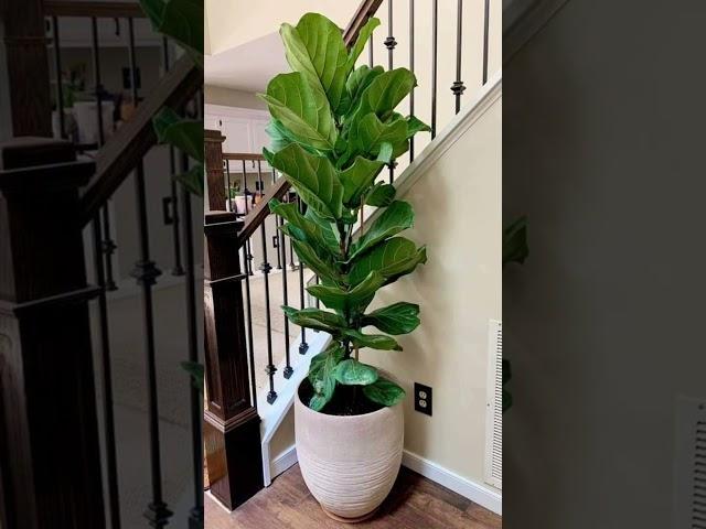 Elegantes plantas para decorar el interior de tu casa ️🪴