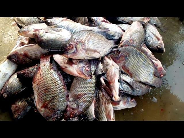 FRESH FISH TYPES IN INDUS RIVER BY HEALTH Tv