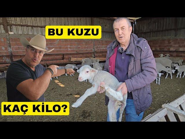 BU KUZU KAÇ KİLO? (Harika Karacabey Merinoslar)