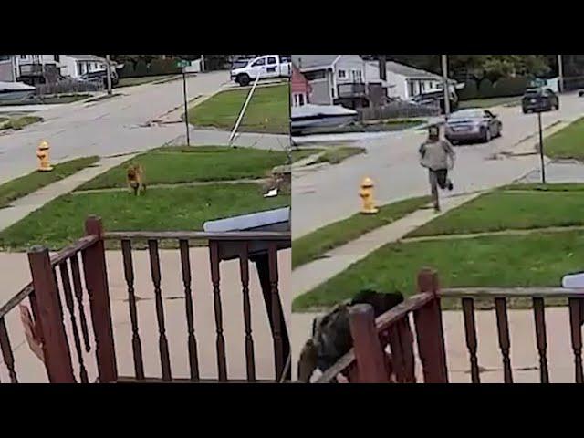 Pit bull attacks little dog caught on camera