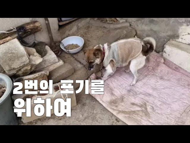 두번의 포기를 위해 #dog