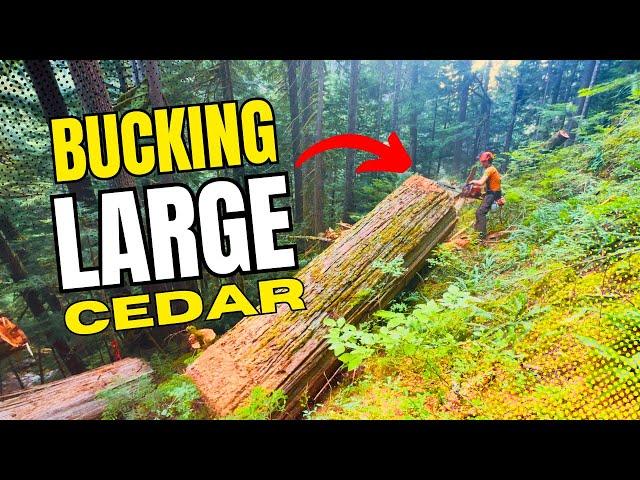 149. 6ft Cedar in a Heli-Block | Remote Mountain River