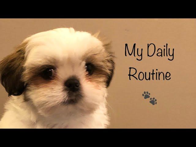 A Day in My Life | Shih Tzu Puppy