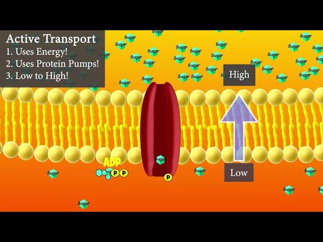 Active Transport (Short and Sweet Version)